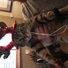 Angelina Allen-Rothwell